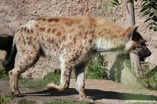 Tüpfelhyäne (Crocuta crocuta) im Zoo Leipzig