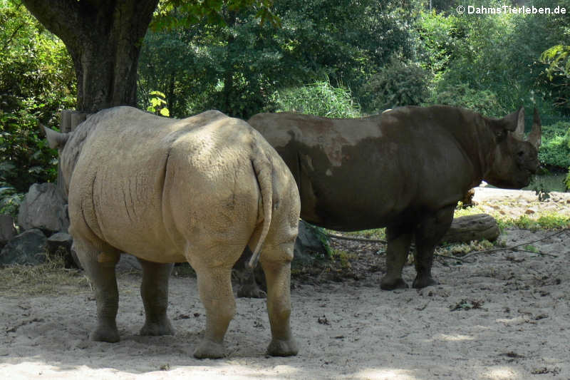 Ostafrikanische Spitzmaulnashörner Diceros bicornis michaeli-2