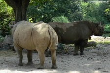 Ostafrikanisches Spitzmaulnashorn (Diceros bicornis michaeli) im Zoo Leipzig