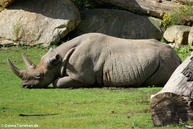 Ostafrikanisches Spitzmaulnashorn (Diceros bicornis michaeli)