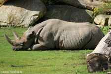 Ostafrikanisches Spitzmaulnashorn (Diceros bicornis michaeli) im Zoo Leipzig