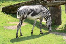 Grevyzebra (Equus grevyi) im Zoo Leipzig