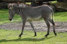 Grevyzebra (Equus grevyi) im Zoo Leipzig