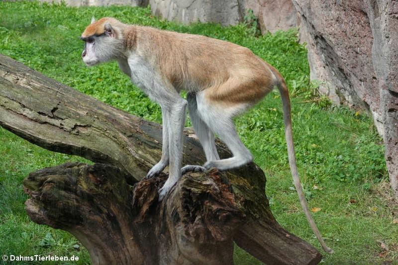 Husarenaffe (Erythrocebus patas)