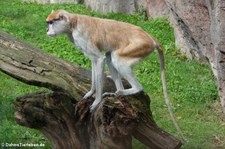 Husarenaffe (Erythrocebus patas) im Zoo Leipzig