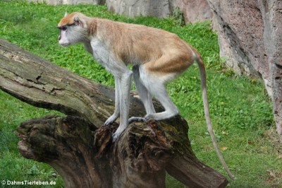 Husarenaffe (Erythrocebus patas)