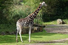 Rothschildgiraffe (Giraffa camelopardalis rothschildi) im Zoo Leipzig