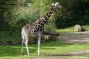 Giraffa camelopardalis rothschildi