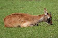 weibliche Weißnacken-Moorantilope (Kobus megaceros) im Zoo Leipzig