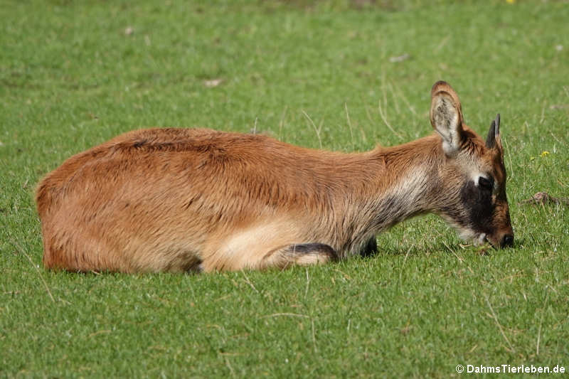 Weißnacken-Moorantilope (Kobus megaceros)