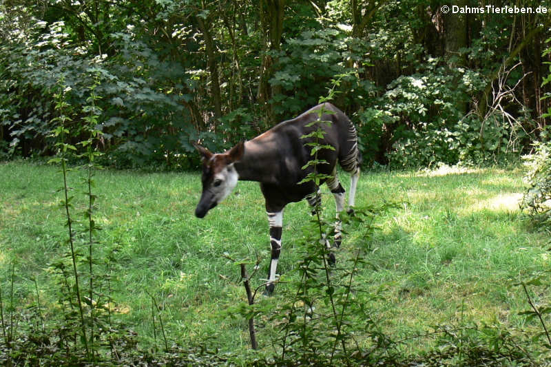 Okapi (Okapia johnstoni)