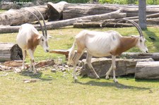 Säbelantilopen (Oryx dammah) im Zoo Leipzig