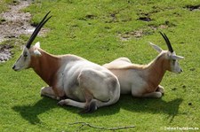 Säbelantilope (Oryx dammah) im Zoo Leipzig