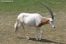 Säbelantilope (Oryx dammah) im Zoo Leipzig