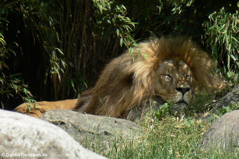 Angola-Löwe (Panthera leo bleyenberghi)