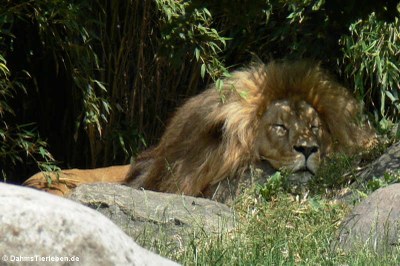Angola-Löwe (Panthera leo bleyenberghi)