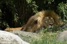 Angola-Löwe (Panthera leo bleyenberghi) im Zoo Leipzig