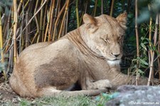 Transvaal-Löwin (Panthera leo krugeri) im Zoo Leipzig