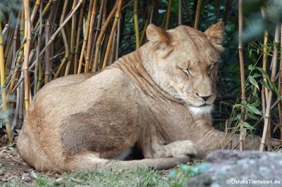 Transvaal-Löwin (Panthera leo krugeri)