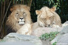 Transvaal-Löwen (Panthera leo krugeri) im Zoo Leipzig