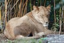 Panthera leo melanochaita