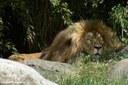 Panthera leo melanochaita