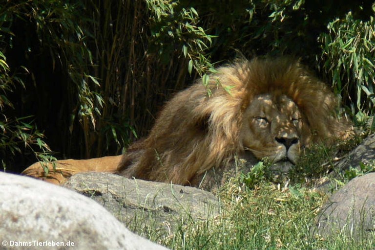 Panthera leo melanochaita