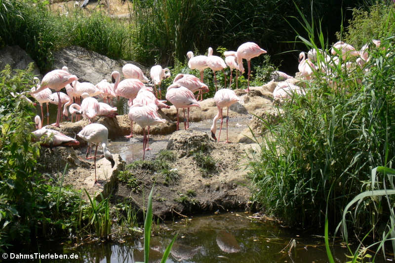 Zwergflamingos (Phoenicopterus minor)