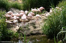 Zwergflamingos (Phoenicopterus minor) im Zoo Leipzig