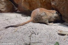 Fette Sandratte (Psammomys obesus) im Zoo Leipzig