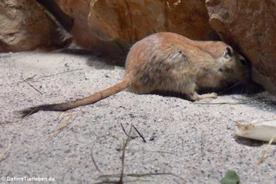 Sandratte (Psammomys obesus)