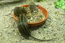 Vierstreifen-Grasmäuse (Rhabdomys dilectus) im Zoo Leipzig