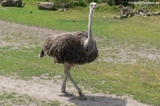 Südafrikanischer Strauß (Struthio camelus australis) im Zoo Leipzig