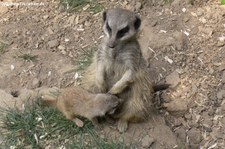 Erdmännchen (Suricata suricatta) im Zoo Leipzig