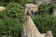 Erdmännchen (Suricata suricatta) im Zoo Leipzig