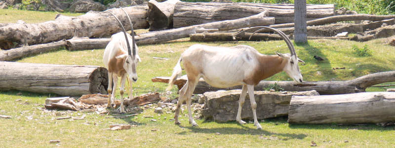 Säbelantilopen (Oryx dammah)