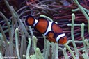 Amphiprion ocellaris