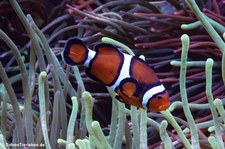 Orangeringelfisch (Amphiprion ocellaris) im Zoo Leipzig