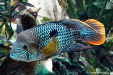 Goldsaum-Buntbarsch (Andinoacara rivulatus) im Zoo Leipzig