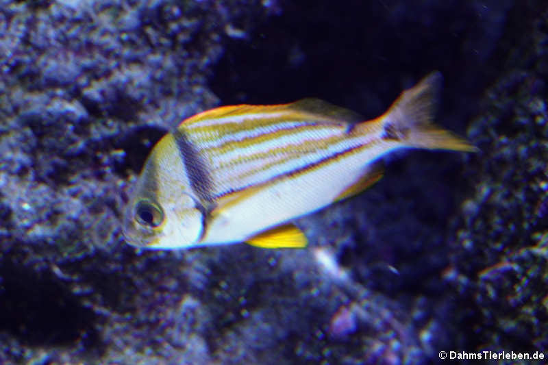 Anisotremus virginicus-1