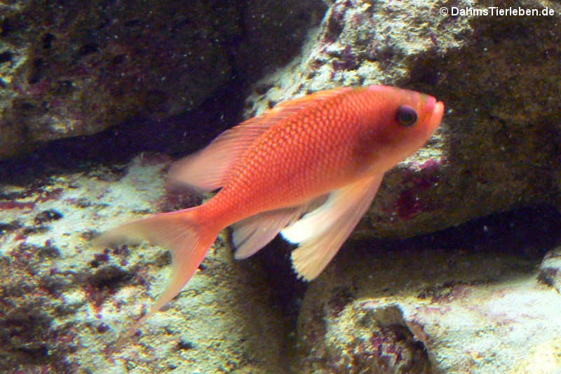 Anthias anthias-2