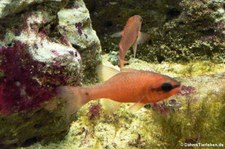 Roter Mittelmeer-Kardinalbarsch (Apogon imberbis) im Zoo Leipzig