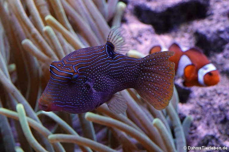 Canthigaster solandri