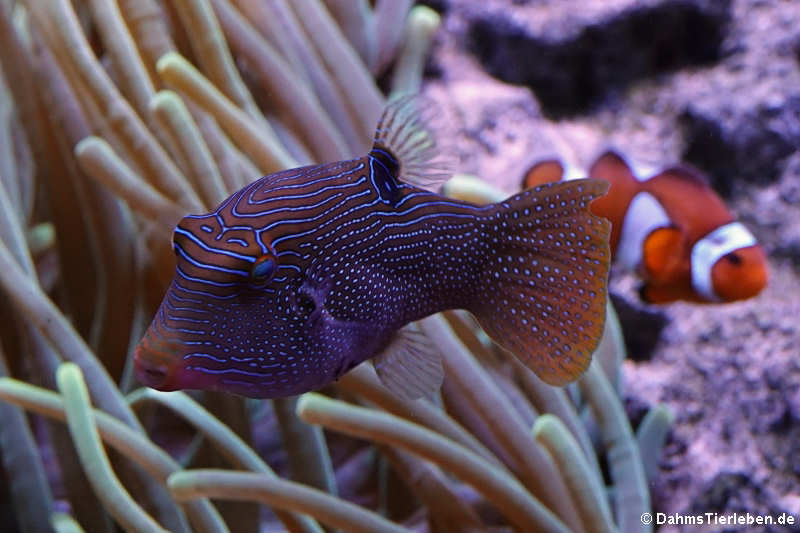 Augenfleck-Spitzkopf-Kugelfisch (Canthigaster solandri)