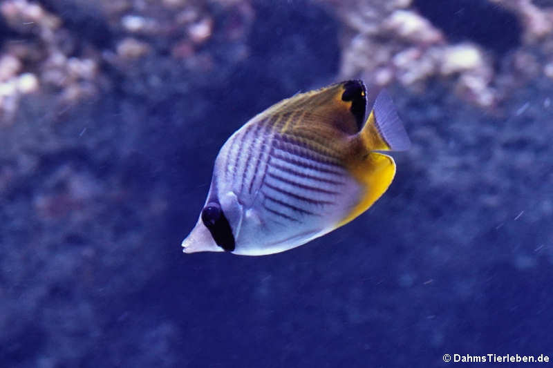 Fadenschmetterlingsfisch (Chaetodon auriga)