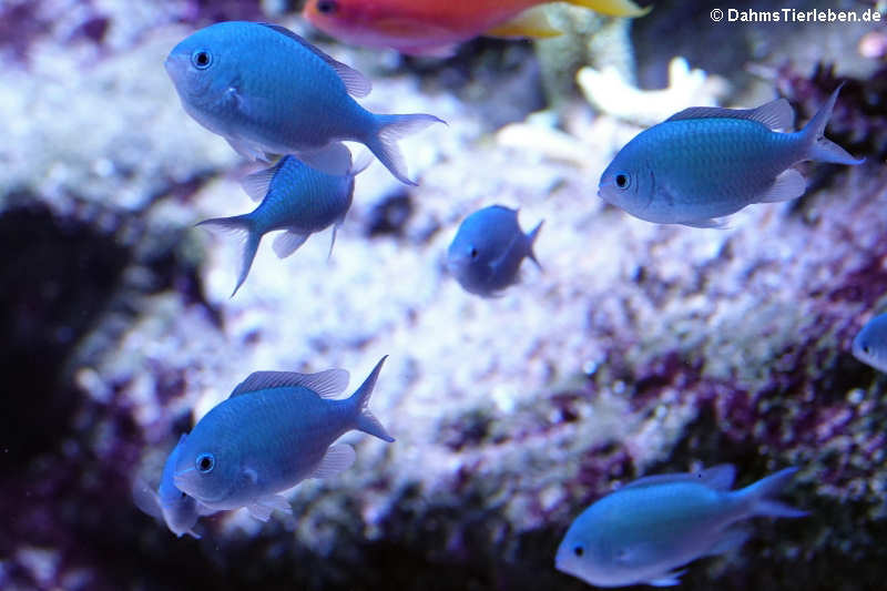 Grüne Schwalbenschwänze (Chromis viridis)