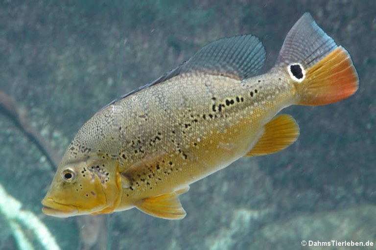 Cichla melaniae