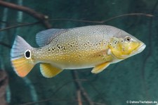 Xingu-Kammbuntbarsch (Cichla melaniae) im Zoo Leipzig