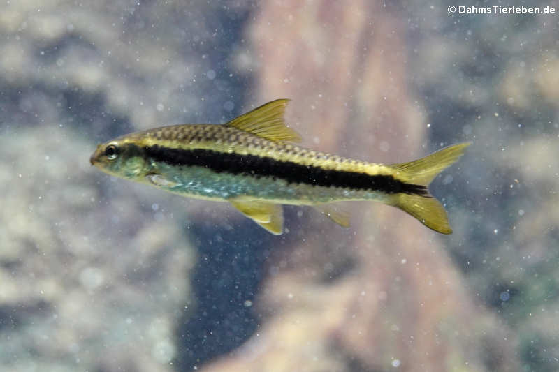 Siamesische Rüsselbarbe Crossocheilus oblongus-1