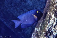 Goldring-Borstenzahn-Doktorfisch (Ctenochaetus strigosus) im Zoo Leipzig